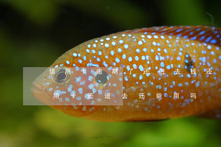 信用卡逾期了还进去钱还可以用吗(逾期的信用卡还进去还能用吗)