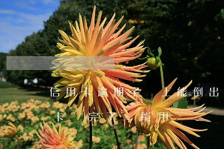 信用卡逾期了還上能倒出來嗎-逾期的信用卡還完了還能用嗎