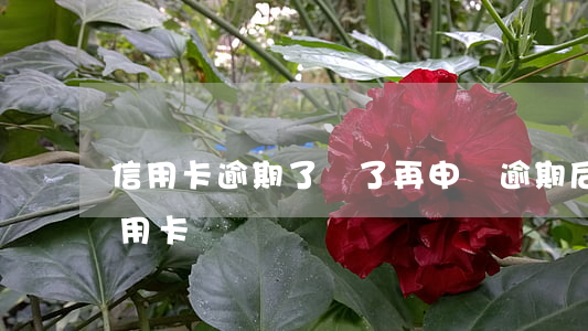 信用卡逾期了還了再申請(逾期后還能申請信用卡嗎)
