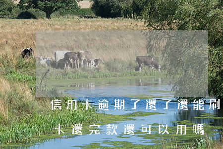 信用卡逾期了還了還能刷嗎(逾期幾年的信用卡還完款還可以用嗎)