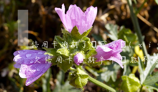 信用卡逾期了還可以協(xié)商還嗎-欠信用卡逾期半年還能不能協(xié)商
