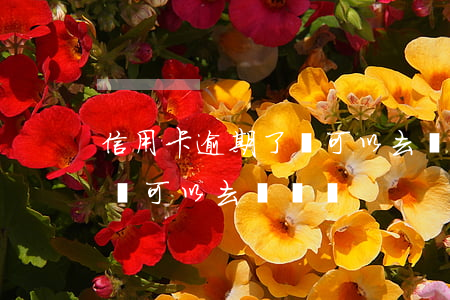 信用卡逾期了還可以去開戶嗎（信用卡逾期了還可以去開戶嗎）