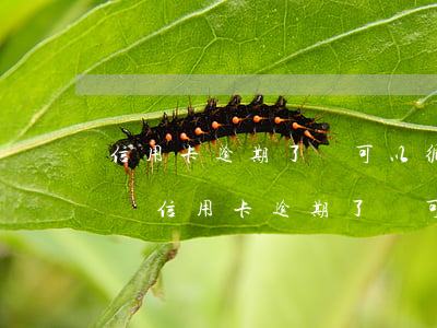信用卡逾期了還可以循環(huán)還款嗎(信用卡逾期了還可以循環(huán)還款嗎怎么辦)