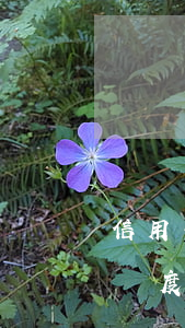 信用卡逾期了還可以提升額度嗎(還信用卡超額度怎么辦)