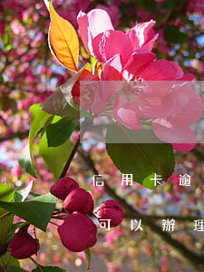 信用卡逾期了還可以辦理嗎(信用卡逾期了還可以辦理嗎?)