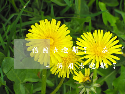 信用卡逾期了還在協(xié)商會上征信嗎-信用卡逾期了還在協(xié)商會上征信嗎有影響嗎