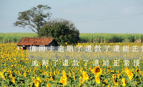 信用卡逾期了還款了還能正常使用-信用卡逾期了還款了還能正常使用嗎