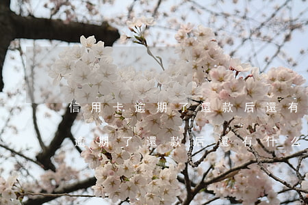 信用卡逾期了還款后還有什么影響-信用卡逾期了還款后還有什么影響呢