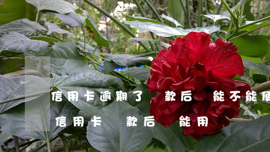 信用卡逾期了還款后還能不能使用-逾期的信用卡還款后還能用嗎