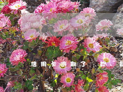 信用卡逾期了還款還能恢復(fù)額度嗎