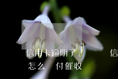 信用卡逾期了還沒錢還(信用卡逾期了沒錢還怎么應付催收)