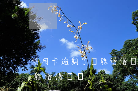 信用卡逾期了還能借借唄嗎(信用卡逾期了還能借借唄嗎)