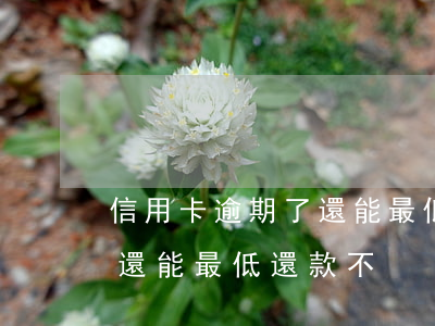 信用卡逾期了還能最低還款不(信用卡逾期了還能最低還款不)