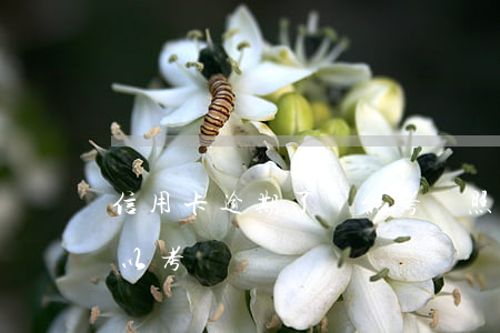 信用卡逾期了還能考駕照嗎(欠信用卡沒還可以考駕駛證嗎)