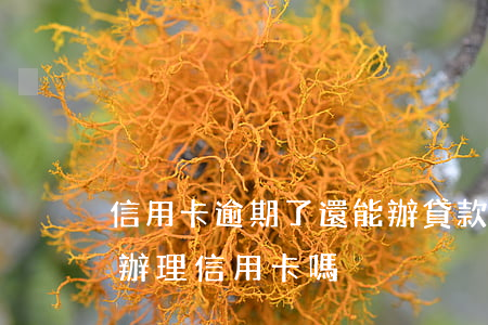 信用卡逾期了還能辦貸款嗎(貸款有逾期可以辦理信用卡嗎)