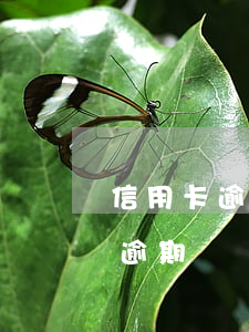 信用卡逾期了還能辦銀行卡嗎6-辦信用卡逾期過還能辦嗎?