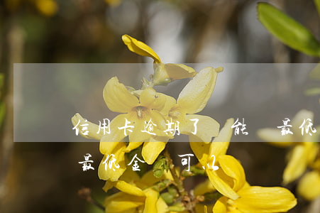 信用卡逾期了還能還最低額嗎(還信用卡還了最低金額可以嗎)