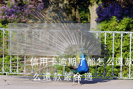 信用卡逾期了都怎么還款的(信用卡逾期后怎么還款最合適?)