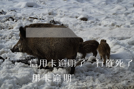 信用卡逾期了銀行催死了怎么辦-欠銀行信用卡逾期
