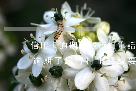 信用卡逾期了銀行打電話說要上門-信用卡逾期了銀行打電話說要上門核實會嗎