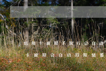 信用卡逾期了银行会自动扣钱吗(同银行信用卡逾期会自动扣除储蓄卡余吗)
