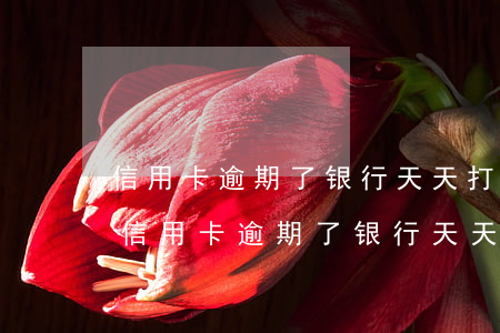 信用卡逾期了银行天天打电话突然不打了-信用卡逾期了银行天天打电话突然不打了怎么办