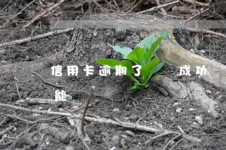 信用卡逾期了開戶成功嗎(辦信用卡逾期過還能辦嗎?)