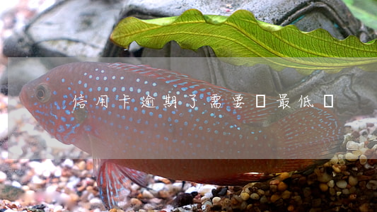 信用卡逾期了需要還最低嗎