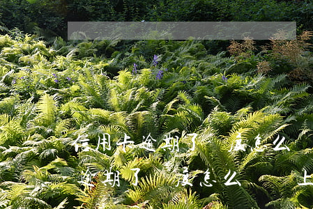 信用卡逾期了額度怎么還調上去了-信用卡逾期了額度怎么還調上去了呢