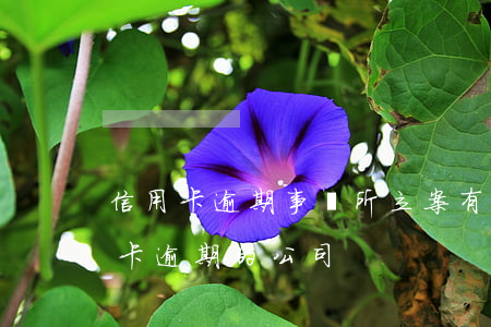 信用卡逾期事務所立案(有沒有專門處理信用卡逾期的公司)