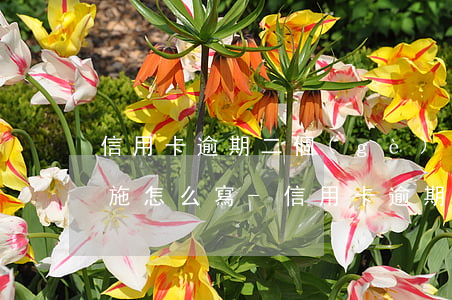信用卡逾期二個(gè)月補(bǔ)救措施怎么寫-信用卡逾期二個(gè)月補(bǔ)救措施怎么寫的