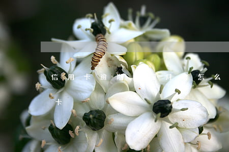 信用卡逾期二個月會怎么樣(逾期兩個月信用卡)