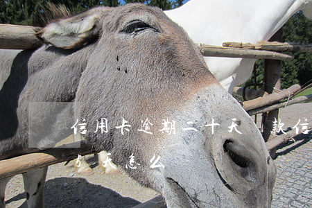 信用卡逾期二十天還款(信用卡還款逾期了15天怎么辦)