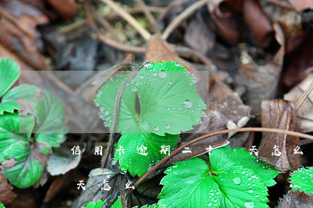 信用卡逾期二十幾天怎么辦(行用卡逾期20天怎么辦)