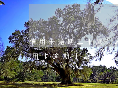 信用卡逾期二十萬(wàn)以后怎么辦(信用卡逾期十萬(wàn)兩年了)