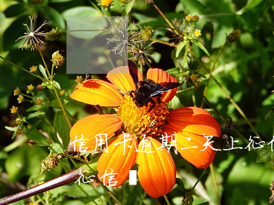 信用卡逾期二天上征信嗎（信用卡逾期二天上征信嗎）