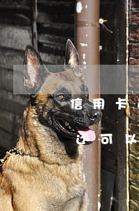 信用卡逾期二年怎么还 如果欠信用卡两年在还可以吗