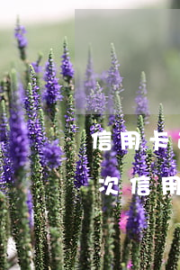 信用卡逾期二次怎么補(bǔ)救措施(一兩次信用卡逾期能買房嗎)