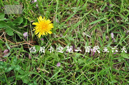 信用卡逾期二百块五六天