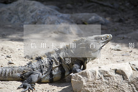 信用卡逾期二百多元會影響征信嗎(欠信用卡兩千會影響征信嗎)
