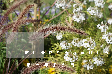 信用卡逾期五万每月还五千(欠五万信用卡逾期一年多少钱)