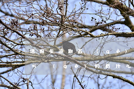 信用卡逾期五個(gè)月咋辦(信用卡逾期5個(gè)月有什么后果)