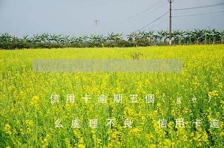 信用卡逾期五個(gè)月會(huì)怎么處理不良-信用卡逾期五個(gè)月會(huì)怎么處理不良記錄