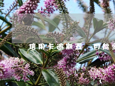 信用卡逾期五個月能坐火車嗎