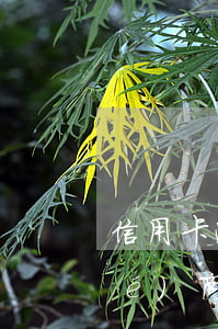 信用卡逾期五六個(gè)月怎么協(xié)商 逾期很久的信用卡協(xié)商