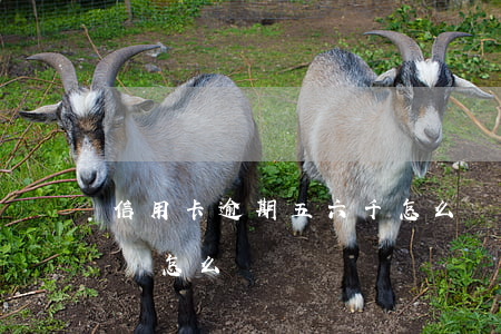 信用卡逾期五六千怎么辦(信用卡逾期五千多會怎么樣)