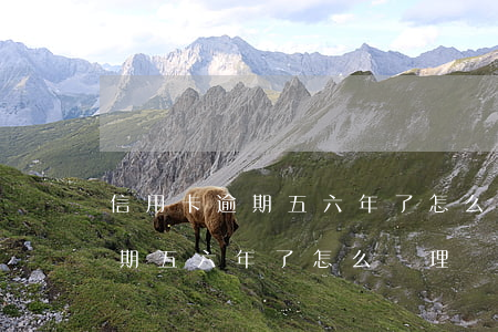 信用卡逾期五六年了怎么處理最快（信用卡逾期五六年了怎么處理）