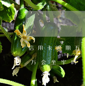 信用卡逾期五十万会坐牢吗(信用卡逾期五十万会坐牢吗)