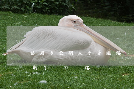 信用卡逾期五千多能起訴嗎(信用卡7千多逾期了會不會起訴)