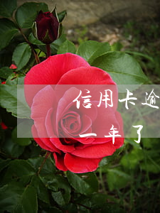 信用卡逾期五千快一年了(信用卡逾期五千快一年了會怎么樣)